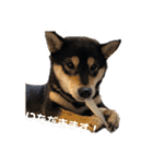 柴犬のかもめ（個別スタンプ：10）