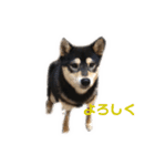 柴犬のかもめ（個別スタンプ：12）