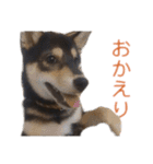 柴犬のかもめ（個別スタンプ：13）