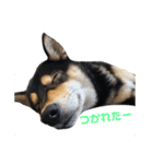 柴犬のかもめ（個別スタンプ：14）
