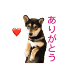 柴犬のかもめ（個別スタンプ：15）
