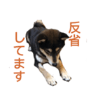 柴犬のかもめ（個別スタンプ：16）