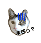 うちのこてつ君（個別スタンプ：3）