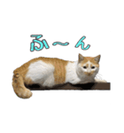 まもると愉快な仲間達（個別スタンプ：34）