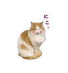 まもると愉快な仲間達（個別スタンプ：38）