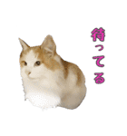 まもると愉快な仲間達（個別スタンプ：39）