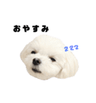 家族で使える！マルチーズ＆マルシーズー（個別スタンプ：3）