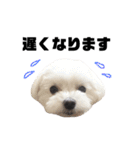 家族で使える！マルチーズ＆マルシーズー（個別スタンプ：12）