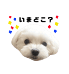 家族で使える！マルチーズ＆マルシーズー（個別スタンプ：17）