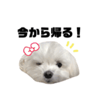 家族で使える！マルチーズ＆マルシーズー（個別スタンプ：20）