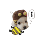 家族で使える！マルチーズ＆マルシーズー（個別スタンプ：37）