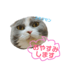 ねこのリリィ（個別スタンプ：1）