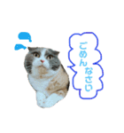 ねこのリリィ（個別スタンプ：2）