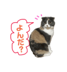 ねこのリリィ（個別スタンプ：3）