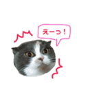 ねこのリリィ（個別スタンプ：4）