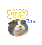 ねこのリリィ（個別スタンプ：5）