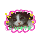 ねこのリリィ（個別スタンプ：6）