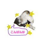 ねこのリリィ（個別スタンプ：8）