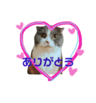 ねこのリリィ（個別スタンプ：9）