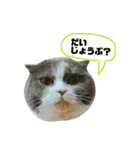 ねこのリリィ（個別スタンプ：10）