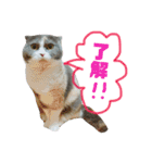 ねこのリリィ（個別スタンプ：11）