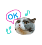 ねこのリリィ（個別スタンプ：12）