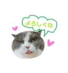 ねこのリリィ（個別スタンプ：14）