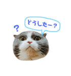 ねこのリリィ（個別スタンプ：16）