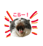 ねこのリリィ（個別スタンプ：17）