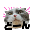 ねこのリリィ（個別スタンプ：18）