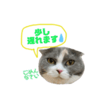 ねこのリリィ（個別スタンプ：20）