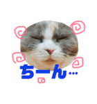 ねこのリリィ（個別スタンプ：21）