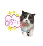 ねこのリリィ（個別スタンプ：22）