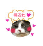 ねこのリリィ（個別スタンプ：23）