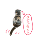 ねこのリリィ（個別スタンプ：25）