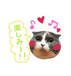 ねこのリリィ（個別スタンプ：28）