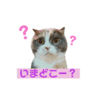 ねこのリリィ（個別スタンプ：29）