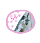ねこのリリィ（個別スタンプ：30）