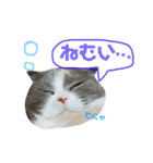 ねこのリリィ（個別スタンプ：31）