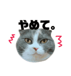 ねこのリリィ（個別スタンプ：35）
