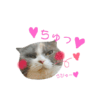 ねこのリリィ（個別スタンプ：36）