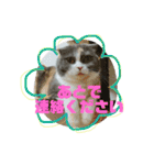 ねこのリリィ（個別スタンプ：37）