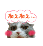 ねこのリリィ（個別スタンプ：39）
