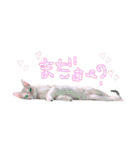 シンガプーラ2（個別スタンプ：12）