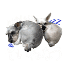 コビィの娘のチロちゃんよ（個別スタンプ：3）