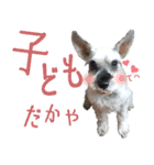 コビィの娘のチロちゃんよ（個別スタンプ：4）