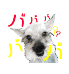 コビィの娘のチロちゃんよ（個別スタンプ：11）
