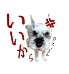 コビィの娘のチロちゃんよ（個別スタンプ：17）
