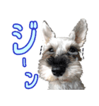 コビィの娘のチロちゃんよ（個別スタンプ：19）