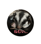 フクロモモンガのもんちゃん（個別スタンプ：1）